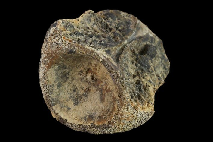 Fossil Crocodylomorph Vertebra - Montana #134812